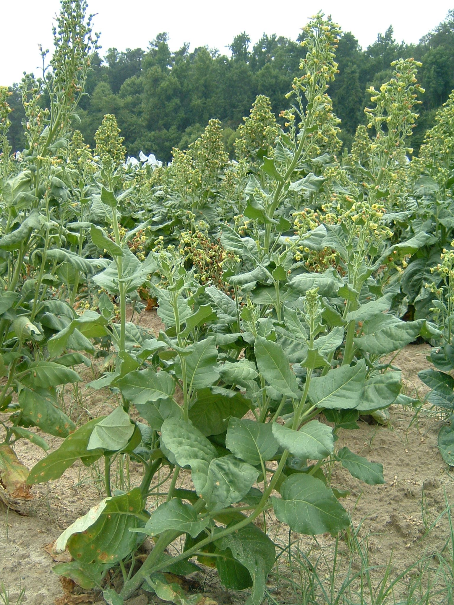 Click for 1 image(s) for this accession. PLANT