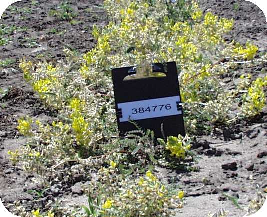 Click for 1 image(s) for this accession. PLANT