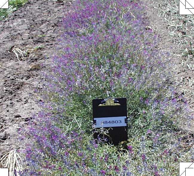 Click for 1 image(s) for this accession. PLANT