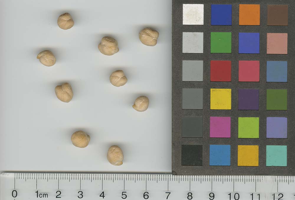 SEED