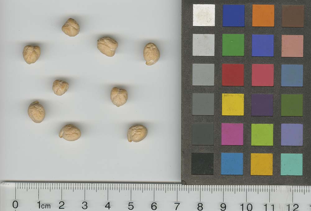 SEED