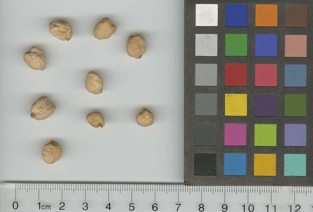 SEED