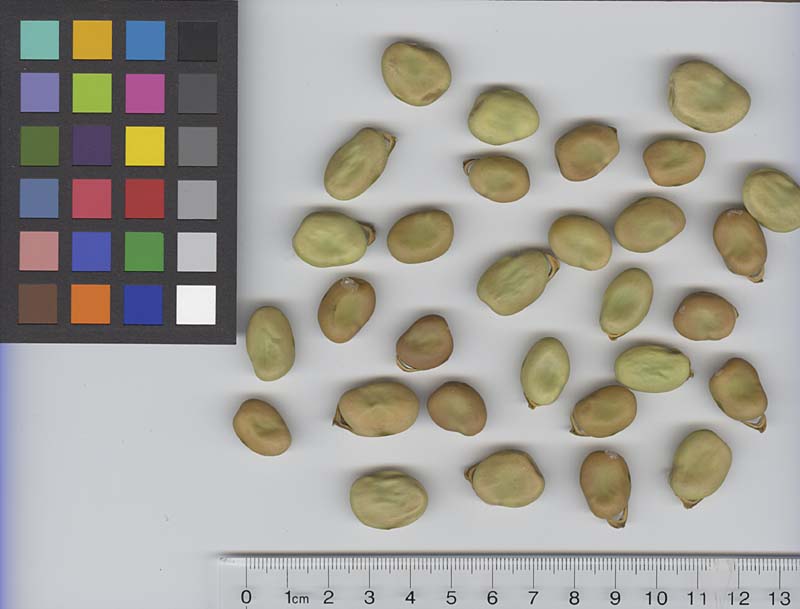 Click for 4 image(s) for this accession. SEED