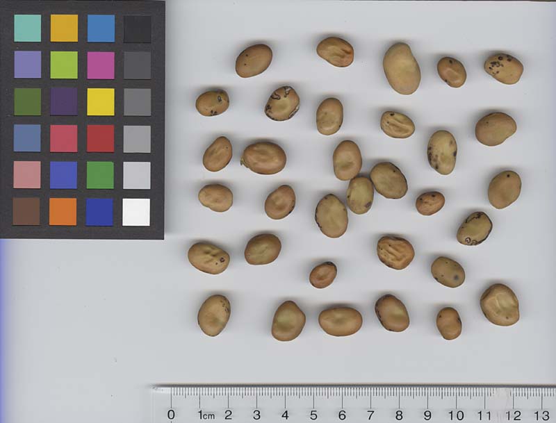 Click for 3 image(s) for this accession. SEED