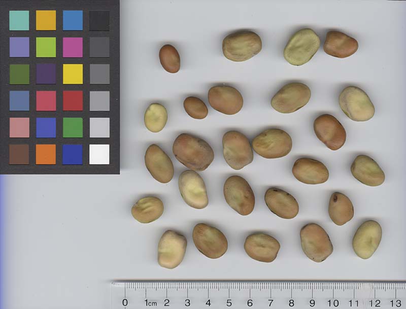 Click for 4 image(s) for this accession. SEED