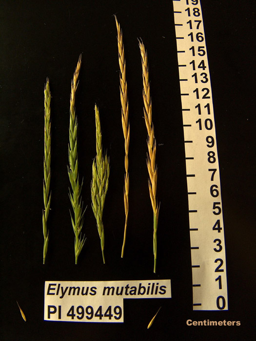 Click for 1 image(s) for this accession. HEAD