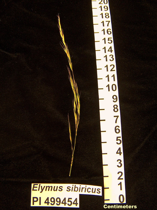 Click for 1 image(s) for this accession. HEAD