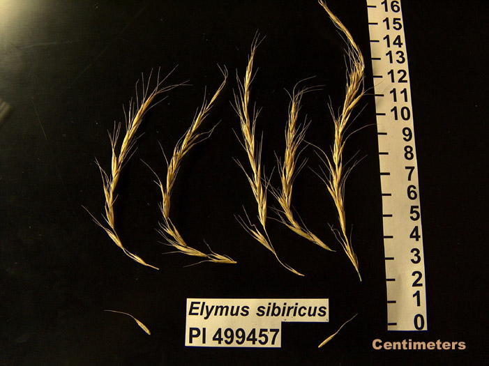 Click for 1 image(s) for this accession. HEAD