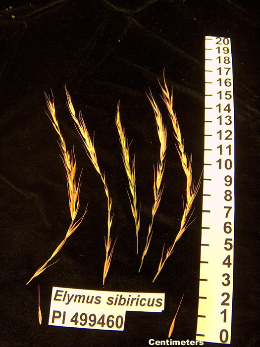 Click for 1 image(s) for this accession. HEAD