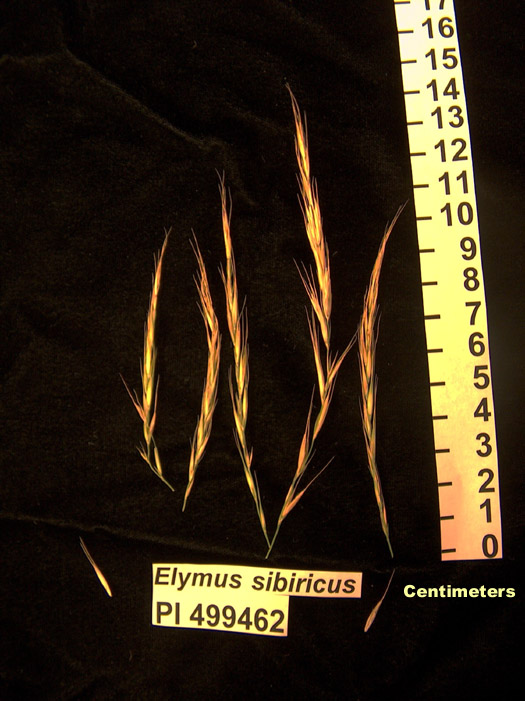 Click for 1 image(s) for this accession. HEAD