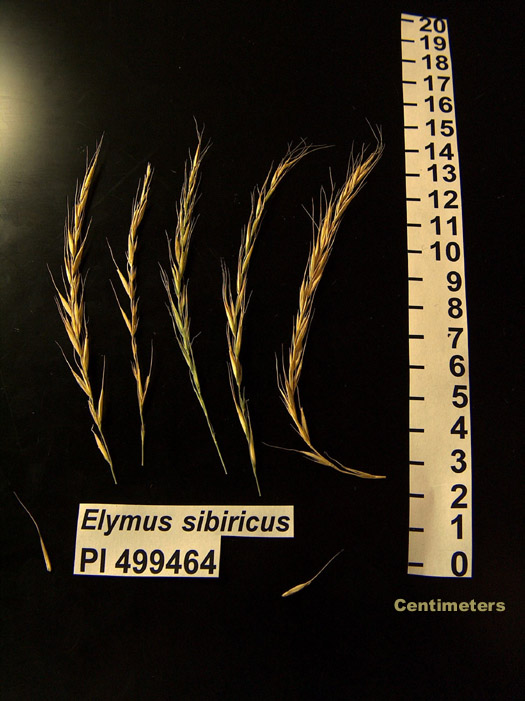 Click for 1 image(s) for this accession. HEAD