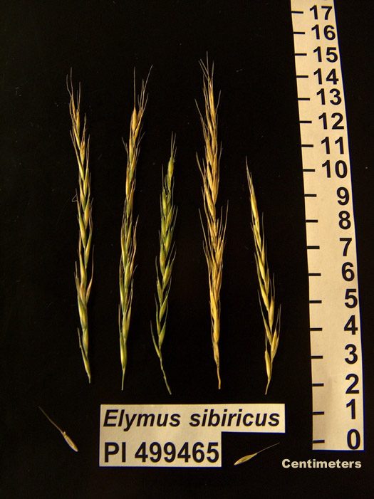 Click for 1 image(s) for this accession. HEAD