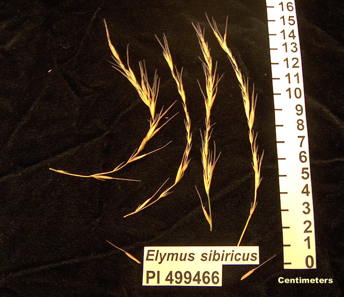Click for 1 image(s) for this accession. HEAD