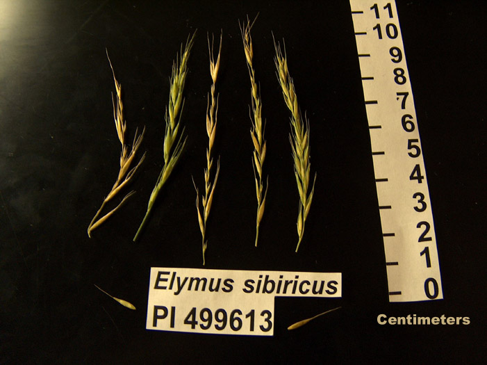 Click for 1 image(s) for this accession. HEAD