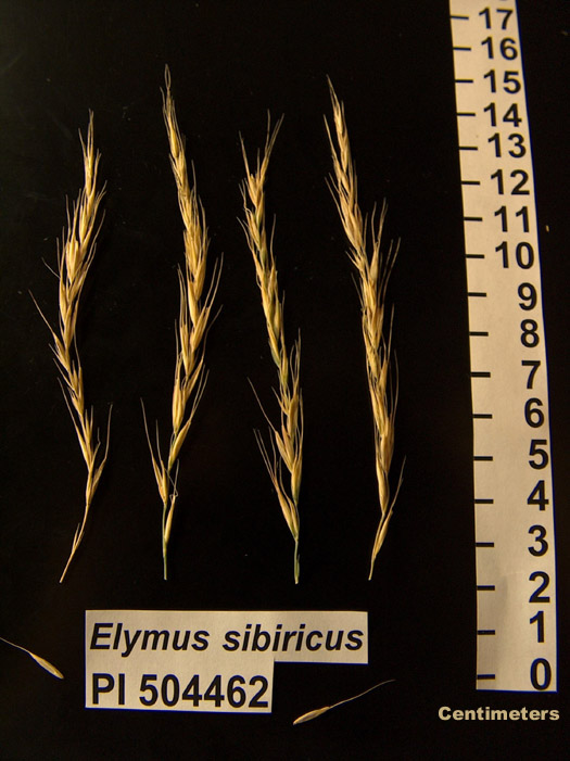 Click for 1 image(s) for this accession. HEAD