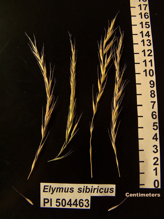 Click for 1 image(s) for this accession. HEAD