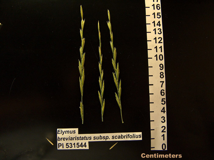 Click for 1 image(s) for this accession. HEAD