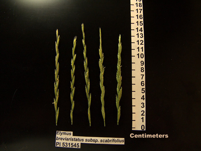 Click for 1 image(s) for this accession. HEAD