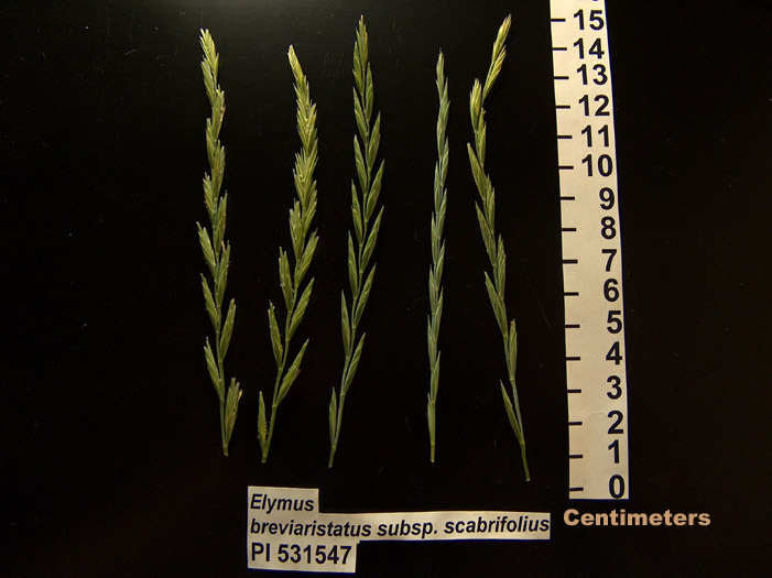 Click for 1 image(s) for this accession. HEAD