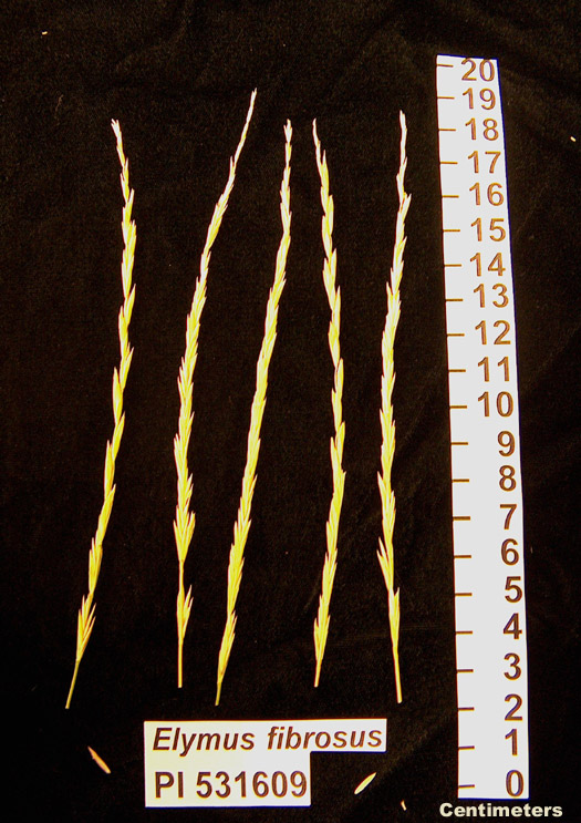 Click for 1 image(s) for this accession. HEAD