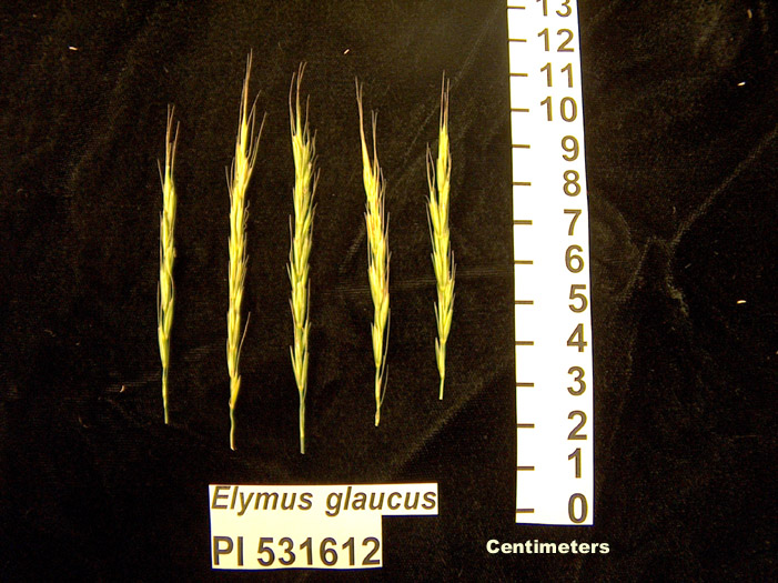 Click for 1 image(s) for this accession. HEAD