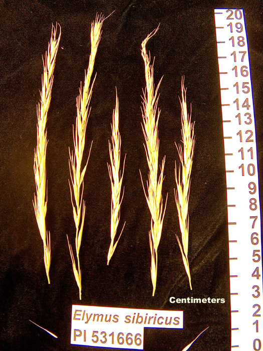 Click for 1 image(s) for this accession. HEAD