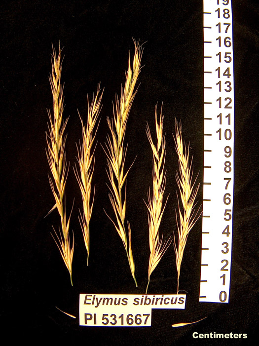 Click for 1 image(s) for this accession. HEAD
