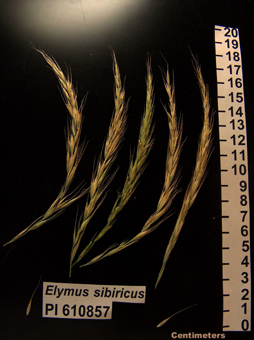 Click for 1 image(s) for this accession. HEAD