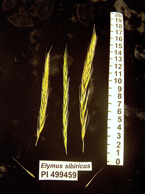 Click for 1 image(s) for this accession. HEAD