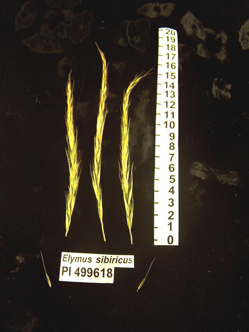 Click for 1 image(s) for this accession. HEAD