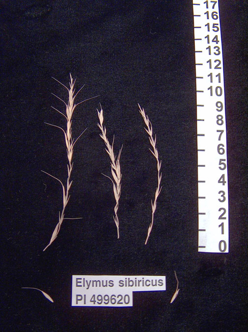 Click for 1 image(s) for this accession. HEAD