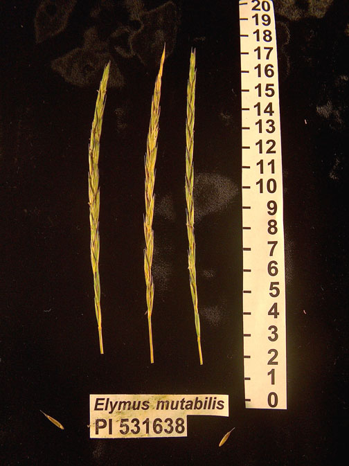 Click for 1 image(s) for this accession. HEAD