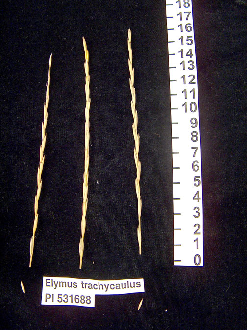 Click for 1 image(s) for this accession. HEAD
