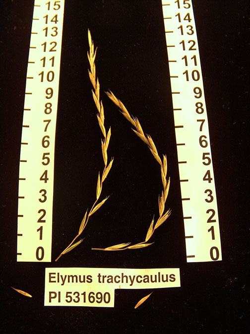 Click for 1 image(s) for this accession. HEAD