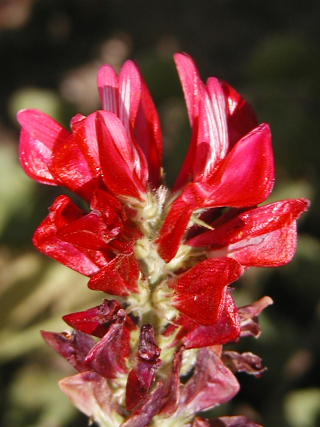 Click for 2 image(s) for this accession. FLOWER