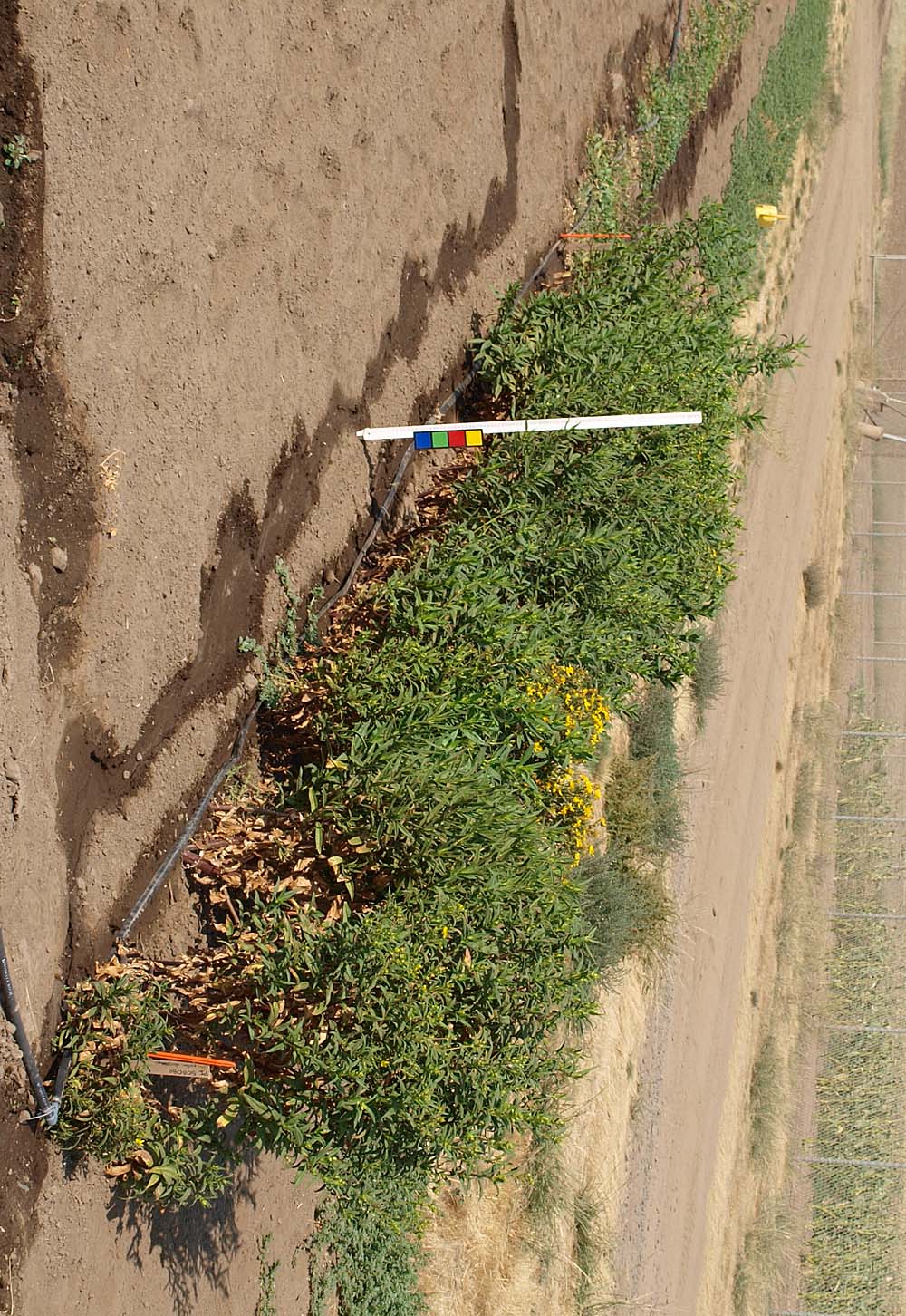 Click for 1 image(s) for this accession. FIELD