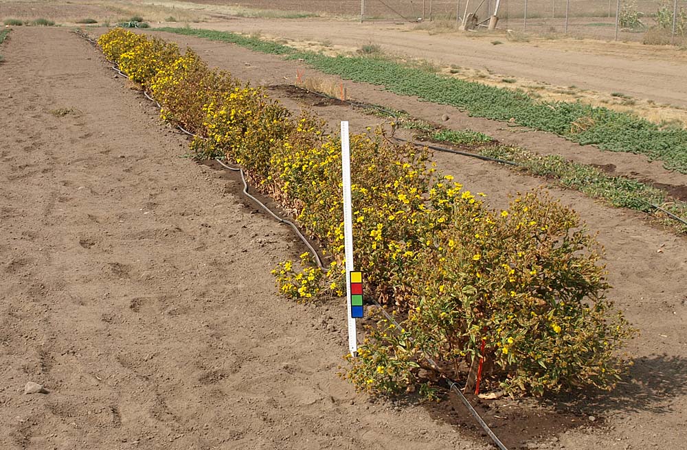 Click for 1 image(s) for this accession. FIELD