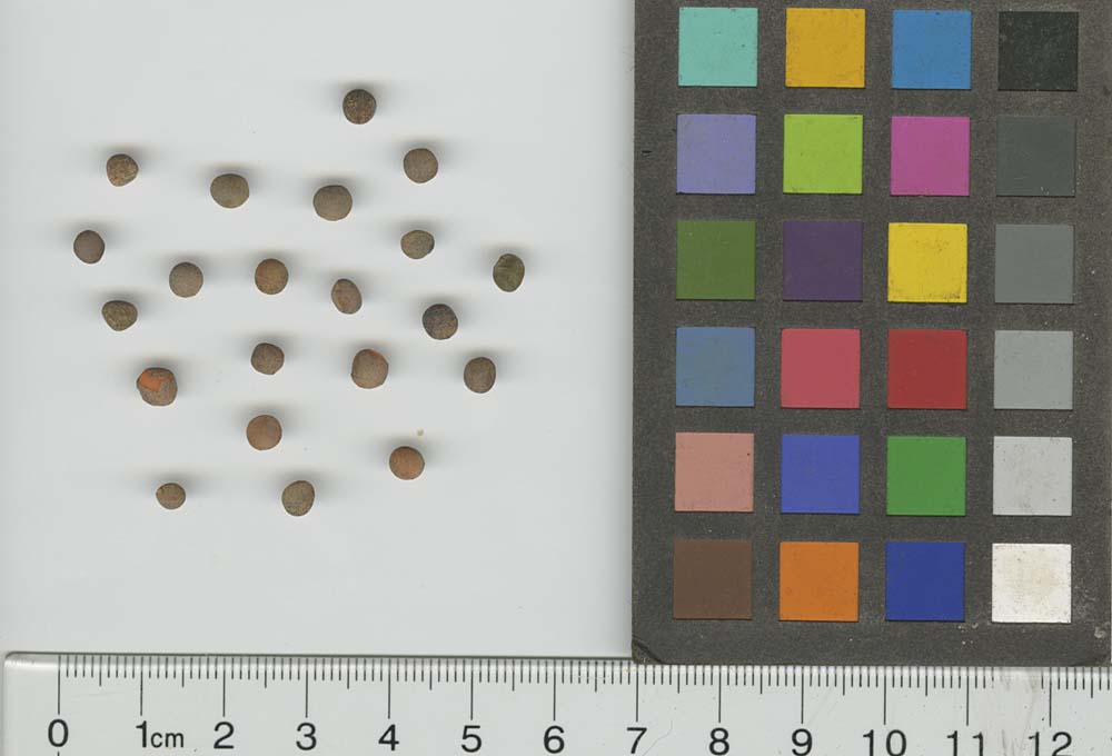 Click for 1 image(s) for this accession. SEED