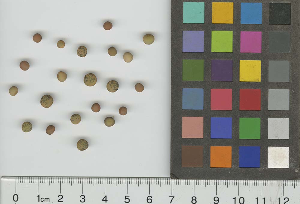 Click for 1 image(s) for this accession. SEED