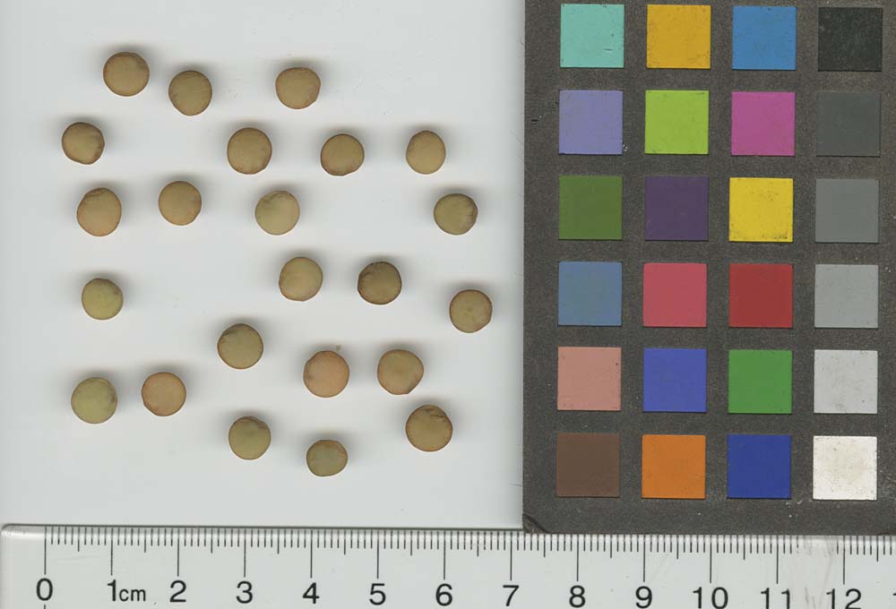 Click for 1 image(s) for this accession. SEED