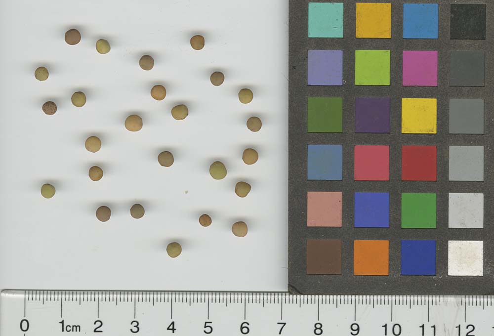 Click for 1 image(s) for this accession. SEED