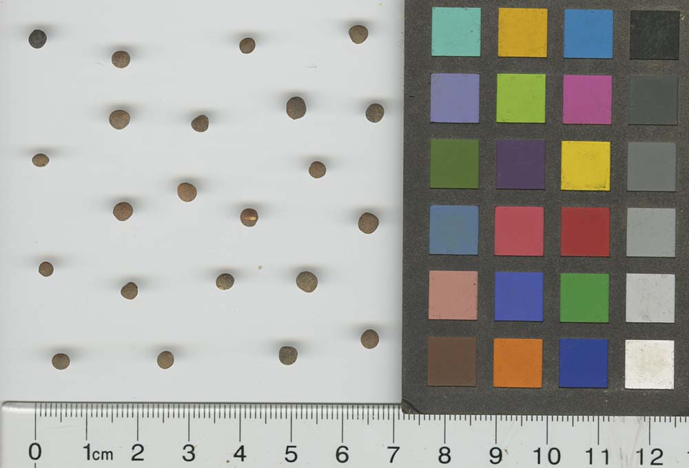 SEED