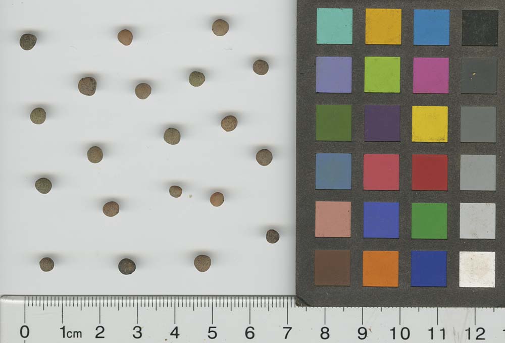 SEED