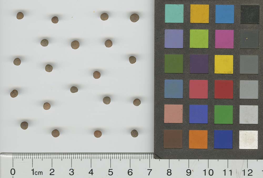 SEED
