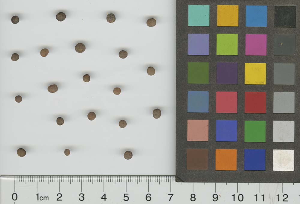 SEED