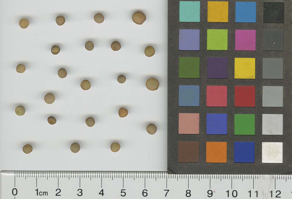 SEED
