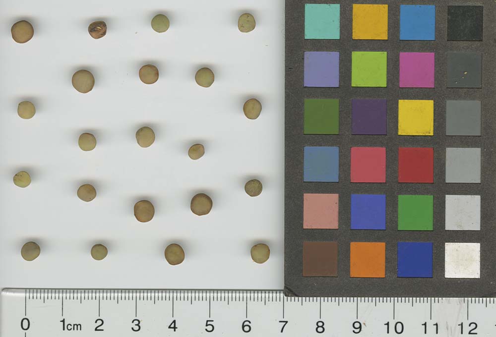 SEED