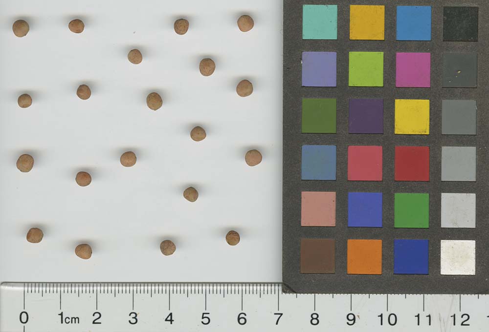 SEED