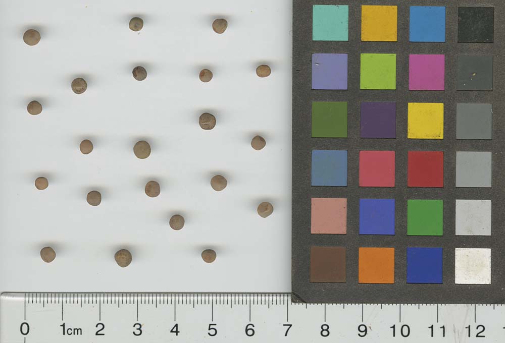 SEED