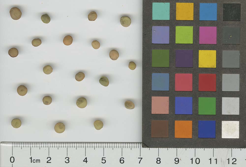 SEED